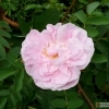 Rosa Pimpinellifolia  'Stanwell Perpetual' --